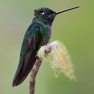 San Gerardo de Dota - Female magnificent hummingbird